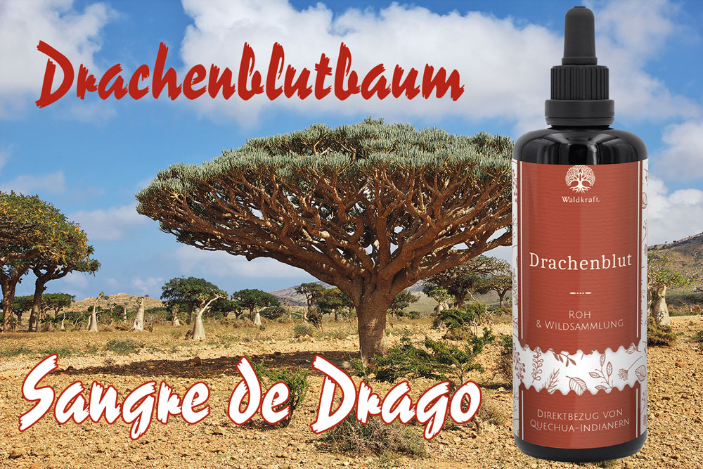 Drachenblut