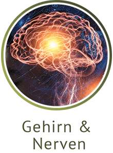 Gehirn & Nerven